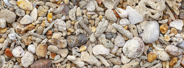 Coral and shell beach texture for banner background