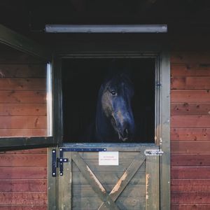 Close-up of horse in window