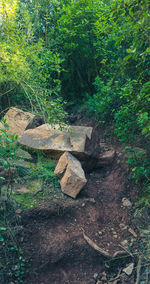 Stack of logs in forest