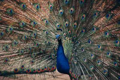 Close-up of peacock