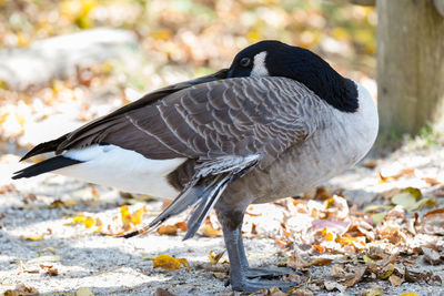 Close-up of bird