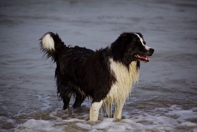 Dog standing on water