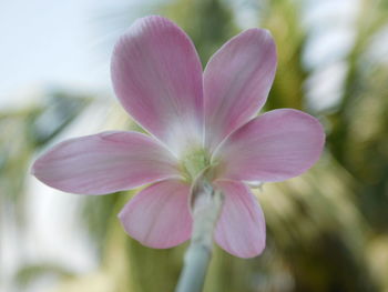 Close-up of pink flowering plant