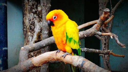 Close-up of parrot perching on wood