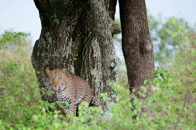 View of a cat on tree trunk