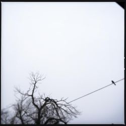 Low angle view of bare trees against clear sky
