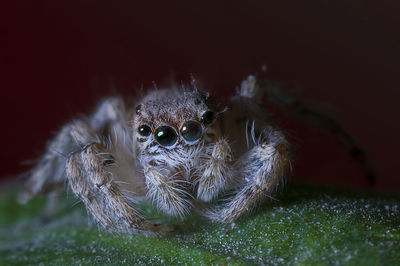 Jumping spider 