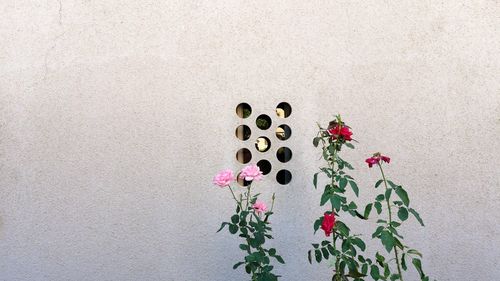 Close-up of pink flowers on wall