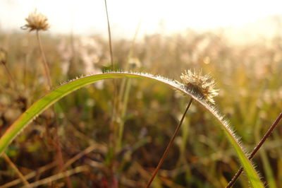 Close-up of grass against blurred background