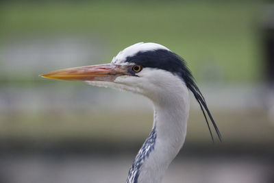 Close-up of a heron bird