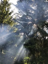 Trees in forest against sky