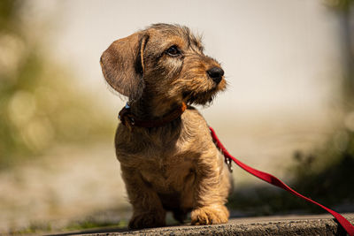 Close-up of a dog looking away