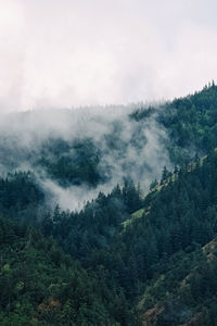 nature
