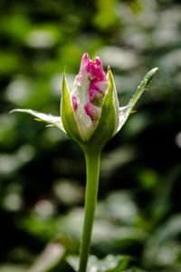 Close-up of pink rose bud