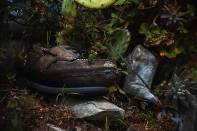 High angle view of tree trunk