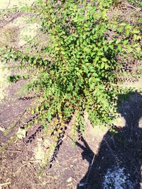 Plants growing on footpath