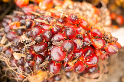 Close-up of cherries