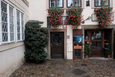 Potted plants on window of building