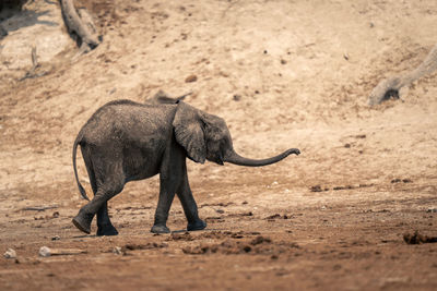 Elephants on field