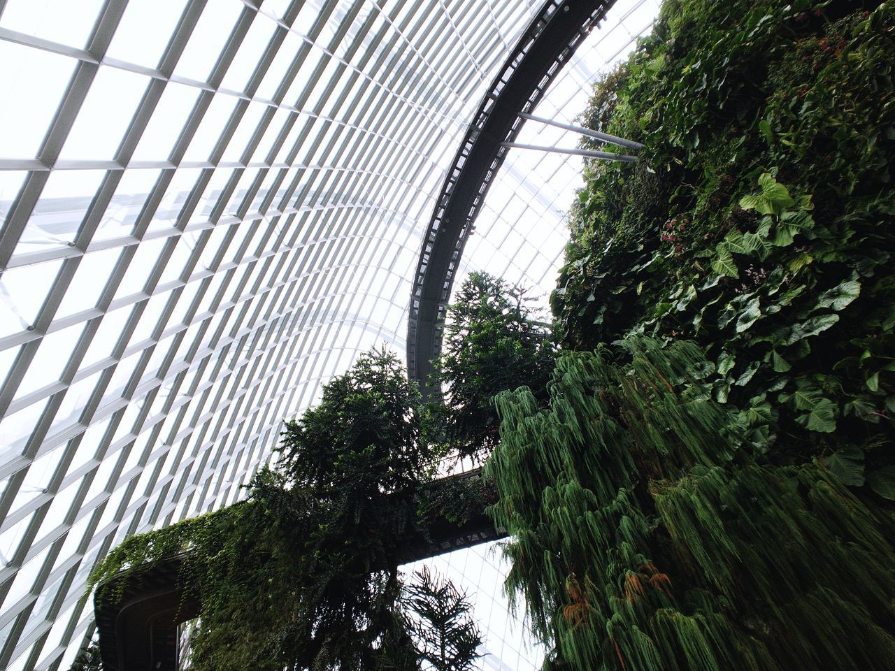 LOW ANGLE VIEW OF TREES AGAINST SKY SEEN THROUGH GREENHOUSE