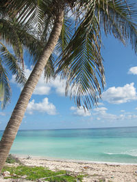 Palm tree by sea against sky