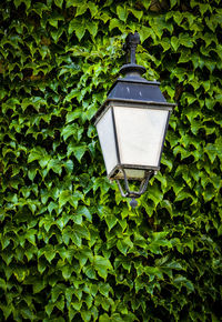Close-up of ivy on green plants