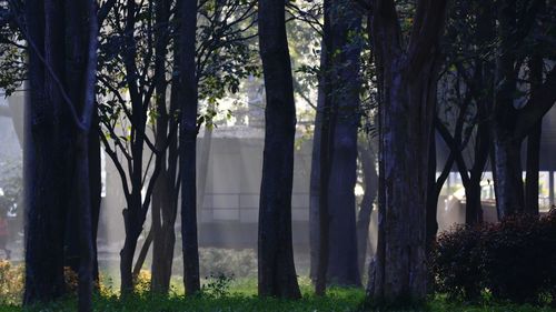 Trees in forest