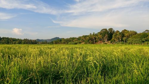 Scenic view of rice field against sky