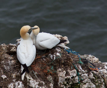 Birds perching on rock