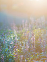 Close-up of purple flowering plants on field