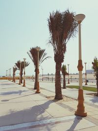 Palm trees on sidewalk against clear sky