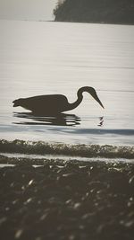 Silhouette bird on shore at beach