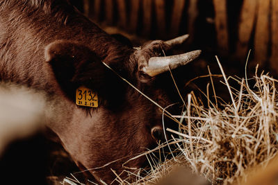 Close-up of cow