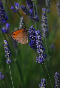 Close-up of butterfly pollinating on purple flower