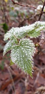 Close-up of frozen plant during winter