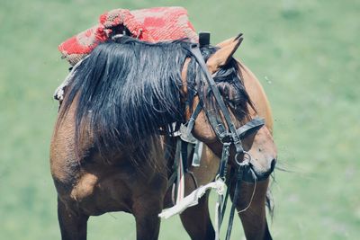 Close-up of horse riding