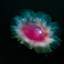 Extreme close-up of flower over black background