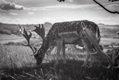 Deer grazing on field against sky