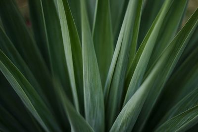 Full frame shot of palm leaf