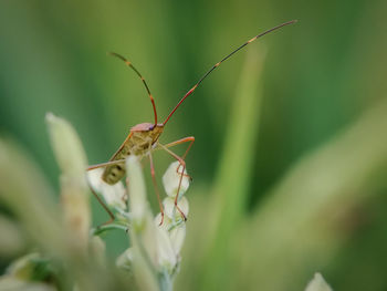 Close-up of insect on plant