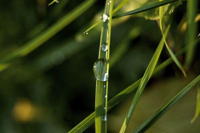 Close-up of water drops on leaf