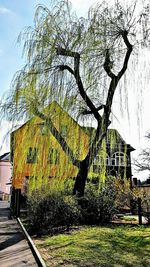 Trees and grass against sky