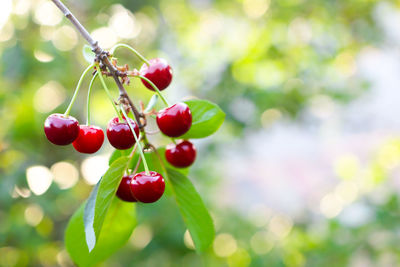 Cherry tree branch with red berries. ripe sweet cherry with beautiful sun glare close-up .