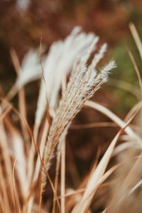 Close-up of stalks in field