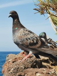 Close-up of bird perching on rock