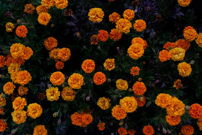 Full frame shot of flowering plants