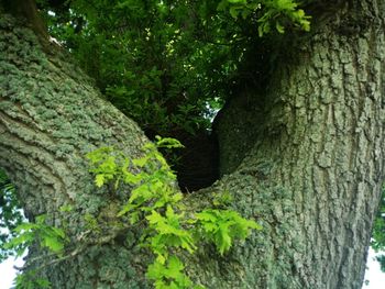 Close-up of tree trunk in forest