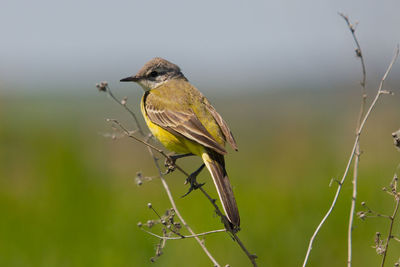 Close-up of bird perching on branch