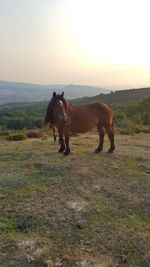 Horses standing on field against sky during sunset