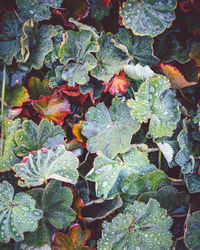 High angle view of leaves on field